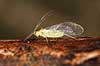 Bladlus. Bladlus med vinger - vinget form Aphidoidea  Sverige  insekter Aphidoidea, skadedyr