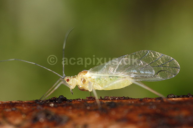 Bladlus. Bladlus med vinger - vinget form; Aphidoidea; ; Sverige; ; insekter; Aphidoidea, skadedyr