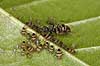 Myre og bladlus. En myre vogter over passer koloni af bladlus p� blad Aphidoidea Bornholm   insekter Aphidoidea, skadedyr, Homoptera, Formicidae, myrer, commensalisme, �revingede,  Hymenoptera, honningdug, symbiose