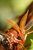 Sommerfugl. Atlas-Spinder, Atlas spinder, Atlasspinder. F�lehorn Attacus atlas    insekter Sommerfugle, Lepidoptera