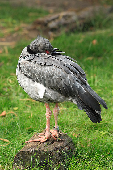 Hyrdefugl. Toppet chaja der netter fjerene; Chauna torquata; ZOO; ; ; fugle; Hyrdefugle, Anhinidae, Andefugle, Anseriformes