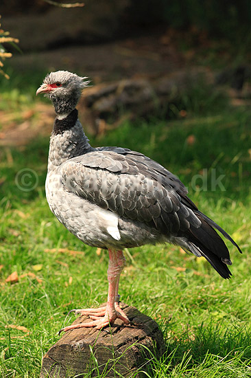 Hyrdefugl. Toppet chaja; Chauna torquata; ZOO; ; ; fugle; Hyrdefugle, Anhinidae, Andefugle, Anseriformes