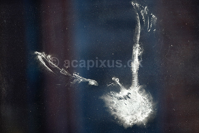 Fugleaftryk. Aftryk af due der er fl�jet imod et vindue. Sandsynligvis en ringdue; Columba palumbus; ; ; ; fugle; Egentlige duer, Columbidae, Duefugle, Columbiformes, glas, vinduer, rovfuglesilhuet, rovfuglesilhuetter, silhuetter, fjer, st�v, d�d, flyve, fugleflugt, rude, ruder, glasrude, glasruder