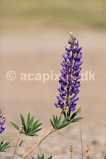 Lupin. Lupinblomster, lupiner; Lupinus spec.; ; ; ; planter; �rteblomster, Leguminosae, Fabaceae, Papillionaceae