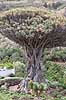 Drageblodstr�. Drageblodstr� i byen Icod de los Vinos p� Tenerife Dracaena draco Icod / Tenerife Spanien  planter Konval-familien, Convallariaceae, drageblodstr�er