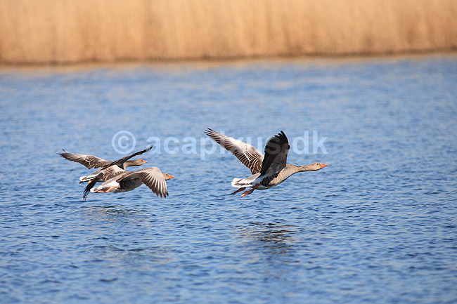 Gr�g�s. Gr�g�s flyver over Utterslev Mose; Anser anser; Utterslev Mose; ; ; fugle; Egentlige andefugle, Anatidae, Anseriformes, g�s, g�s, gr�g�s, flyvning, fugleflugt