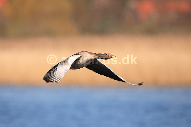 Gr�g�s. Gr�g�s flyver over Utterslev Mose; Anser anser; Utterslev Mose; ; ; fugle; Egentlige andefugle, Anatidae, Anseriformes, g�s, g�s, gr�g�s, flyvning, fugleflugt