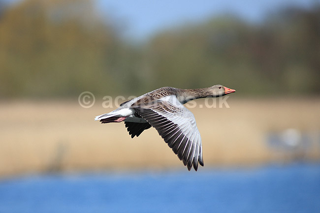 Gr�g�s. Gr�g�s flyver over Utterslev Mose; Anser anser; Utterslev Mose; ; ; fugle; Egentlige andefugle, Anatidae, Anseriformes, g�s, g�s, gr�g�s, flyvning, fugleflugt