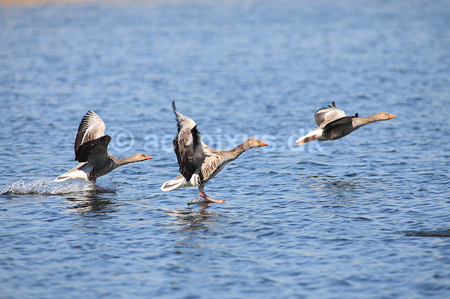 Gr�g�s. Gr�g�s lander p� vandet; Anser anser; Utterslev Mose; ; ; fugle; Egentlige andefugle, Anatidae, Anseriformes, g�s, g�s, gr�g�s, flyvning, fugleflugt