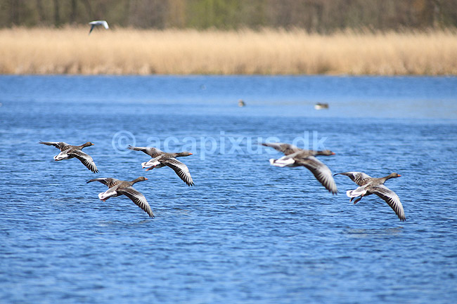 Gr�g�s. Gr�g�s l�gger an til landing p� vandet; Anser anser; Utterslev Mose; ; ; fugle; Egentlige andefugle, Anatidae, Anseriformes, g�s, g�s, gr�g�s, flyvning, fugleflugt