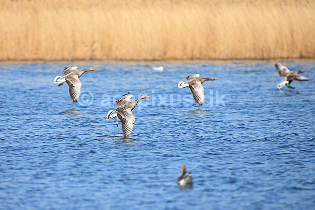 Gr�g�s. Gr�g�s l�gger an til landing p� vandet; Anser anser; Utterslev Mose; ; ; fugle; Egentlige andefugle, Anatidae, Anseriformes, g�s, g�s, gr�g�s, flyvning, fugleflugt