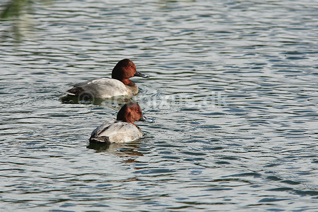 Taffeland. Taffel�nder i Damhuss�en; Aythya ferina; Damhuss�en / Sj�lland; ; ; fugle; Andefugle, Anatidae, Anseriformes, taffel�nder