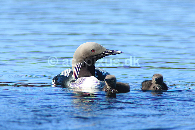 Lom. Sortstrubet lom med unger p� vandet; Gavia arctica; H�kens�s; Sverige; ; fugle; Lommer, Gaviidae, Gaviiformes