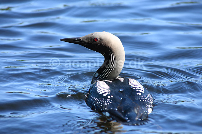 Lom. Sortstrubet lom i overfladen efter et dyk efter fisk; Gavia arctica; H�kens�s; Sverige; ; fugle; Lommer, Gaviidae, Gaviiformes