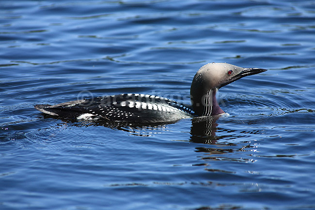 Lom. Sortstrubet lom i overfladen efter et dyk efter fisk; Gavia arctica; H�kens�s; Sverige; ; fugle; Lommer, Gaviidae, Gaviiformes