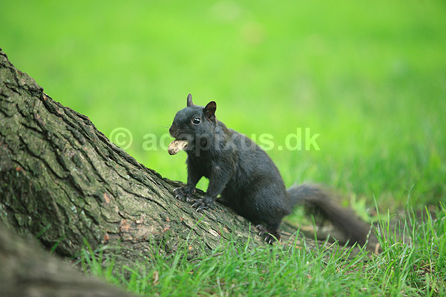 Egern. Eastern Fox Squirrel; Sciurus niger; Toronto; Canada; ; pattedyr; Egern, Sciuridae, Gnavere, Rodentia