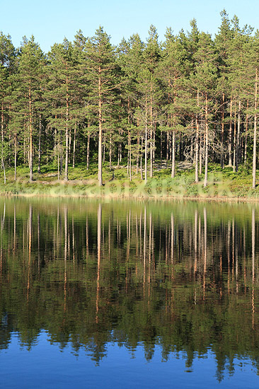 Skovs�. N�letr�er spejler sig i svensk skovs� p� H�kens�s; ; H�kens�s; Sverige; ; ; skove, s�er, reflektioner