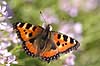 N�ldenstakvinge. N�ldens Takvinge Aglais urticae Klint Danmark  insekter Takvinge-familien, Takvinge, takvinger, Nymphalidae, Sommerfugle, sommerfugle, Lepidoptera