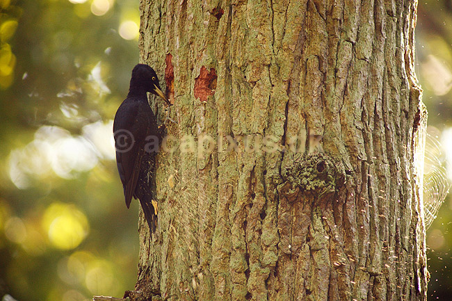 Sortsp�tte. Sort sp�tte s�ger efter larve p� tr�stamme; Dryocopus martius; Dyrehaven; ; ; fugle; Sp�tter, Picidae, Sp�ttefugle, Piciformes