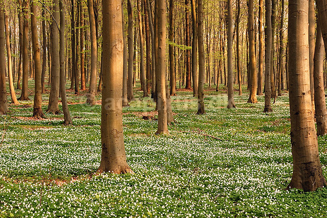 Anemoner. Hvide anemoner i skovbunden i b�geskov i J�gersborg Hegn; Anemone nemorosa; J�gersborg Hegn; ; ; planter; Ranunkel-familien, Ranunculaceae, Ranunkel-ordenen, Ranunculales, blomster, for�r, b�g, b�getr�, b�getr�er