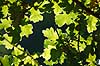 Egeblade. Egeblade i modlys Quercus robur    planter B�ge-ordenen, Fagales, tr�er, egetr�, egetr�er, eg, efter�rsblade