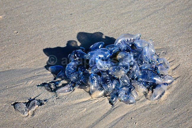 Orlogsmand. Portugisisk orlogsmand, koloni strandet p� stranden ( Scan af KOL4705 ); Physalia physalia, Cnidaria; Cape Pininsula; Sydafrika; Afrika; polypdyr; polybdyr, vandm�nd, gobler, gopler