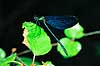 Vandnymfe. Bl�vinget pragtvandnymfe ( Scan af KOL6947 ) Agrion virgo, Zygoptera Storemosse Sverige  insekter Vandnymfer, guldsmed, guldsmede