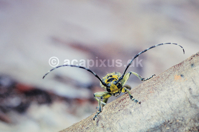 Tr�buk. Tr�buk ( Scan af KOL473 ); Saperda scalaris, Cerambycidae; Konga; Sverige; ; insekter; Bille, biller, tr�bukke, f�lehorn