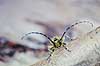 Tr�buk. Tr�buk ( Scan af KOL473 ) Saperda scalaris, Cerambycidae Konga Sverige  insekter Bille, biller, tr�bukke, f�lehorn