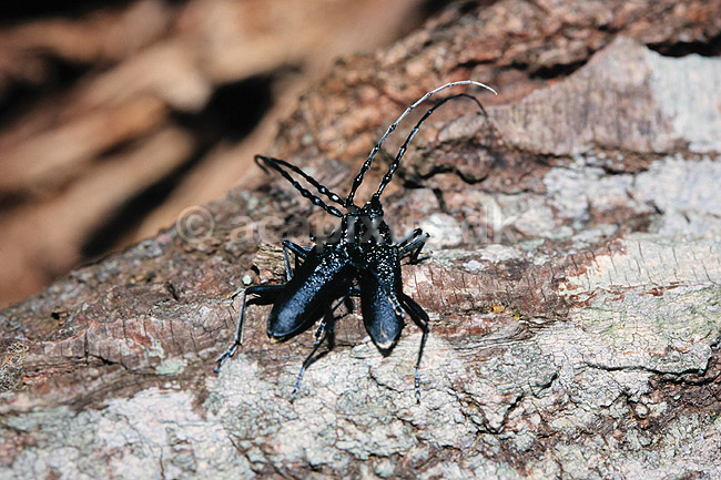 V�vere. V�vere (tr�bukke) kurtiserer ( Scan af KOL7407 ); Lamina textor, Cerambycidae; �land; Sverige; ; insekter; Bille, biller, tr�buk, f�lehorn, parring
