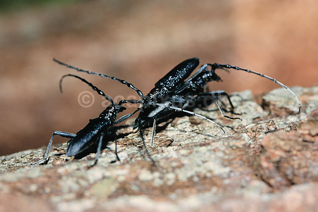 V�vere. V�vere (tr�bukke) k�mper om parringsret ( Scan af KOL7412 ); Lamina textor, Cerambycidae; �land; Sverige; ; insekter; Bille, biller, tr�buk, f�lehorn, parring