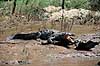 Kaiman. Sort kaiman ( Scan af KOL6619 ) Melanosuchus niger, Alligatoridae Ca�on del Sumidero / Chiapas Mexico Nordamerika krybdyr Krokodille, krokodiller, kaimaner