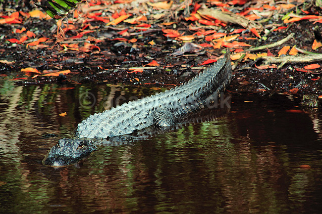 Alligator. Amerikansk alligator ( Scan af KOL2120 ); Alligator mississippiensis, Alligatoridae; Ding Darling NWR / Sanibel Island / Florida; USA; Nordamerika; krybdyr; Krokodille, krokodiller, alligatorer