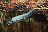 Alligator. Amerikansk alligator ( Scan af KOL2120 ) Alligator mississippiensis, Alligatoridae Ding Darling NWR / Sanibel Island / Florida USA Nordamerika krybdyr Krokodille, krokodiller, alligatorer
