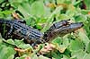 Alligator. Amerikansk alligator, unge ( Scan af KOL2093 ) Alligator mississippiensis, Alligatoridae Corkscrew Swamp Sanctuary / Florida USA Nordamerika krybdyr Krokodille, krokodiller, alligatorer