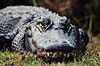 Alligator. Amerikansk alligator ( Scan af KOL2118 ) Alligator mississippiensis, Alligatoridae Shark Valley / Everglades NP / Florida USA Nordamerika krybdyr Krokodille, krokodiller, alligatorer