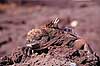 Leguan. Havleguan ( Scan af KOL4853 ) Amblyrhynchus cristatus, Iguanidae San Salvador / Galapagos Equador Sydamerika krybdyr Leguaner, havleguaner