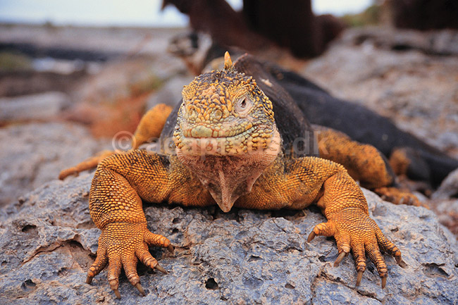 Leguan. Landleguan ( Scan af KOL4857 ); Conolophus subcristatus, Iguanidae; South Plazas / Galapagos; Equador; Sydamerika; krybdyr; Leguaner, landleguaner