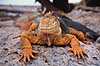Leguan. Landleguan ( Scan af KOL4857 ) Conolophus subcristatus, Iguanidae South Plazas / Galapagos Equador Sydamerika krybdyr Leguaner, landleguaner