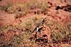 Desert Collared Lizard. Subspecies: bicinctores (Great Basin Collared Lizard) ( Scan af KOL293 ) Crotaphytus insularis, Iguanidae Grand Canyon / Arizona USA Nordamerika krybdyr firben