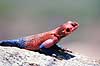 Agam. Almindelig agam ( Scan af KOL6878 ) Agama agama, Agamidae Serengeti National Park Tanzania Afrika krybdyr Agamer