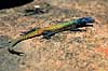Firben. Common Flat Lizard ( Scan af KOL3296 ) Platysaurus intermedicus, Cordylidae Matobo NP Zimbabwe Afrika krybdyr 