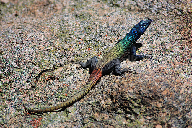Firben. Common Flat Lizard ( Scan af KOL3293 ); Platysaurus intermedicus, Cordylidae; Matobo NP; Zimbabwe; Afrika; krybdyr; 