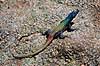 Firben. Common Flat Lizard ( Scan af KOL3293 ) Platysaurus intermedicus, Cordylidae Matobo NP Zimbabwe Afrika krybdyr 