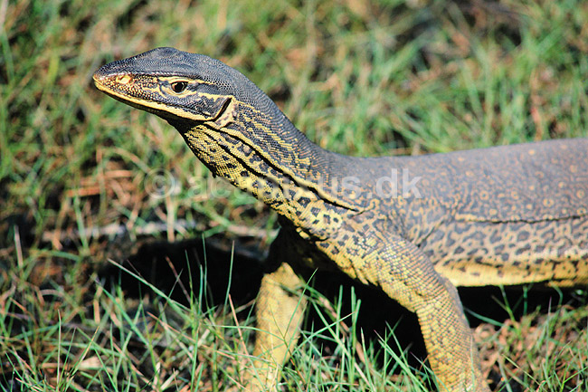 Varan. Goulds varan ( Scan af KOL2496 ); Varanus spec., Varanidae; Mamukala / Kakadu NP / Northern Territory; Australien; Australien; krybdyr; Varaner