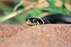 Snog. Almindelig snog ( Scan af KOL7025 ) Natrix natrix, Colubridae Zoologisk Have, K�benhavn   krybdyr Slanger, snoge