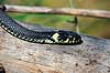 Snog. Almindelig snog ( Scan af KOL7024 ) Natrix natrix, Colubridae Zoologisk Have, K�benhavn   krybdyr Slanger, snoge
