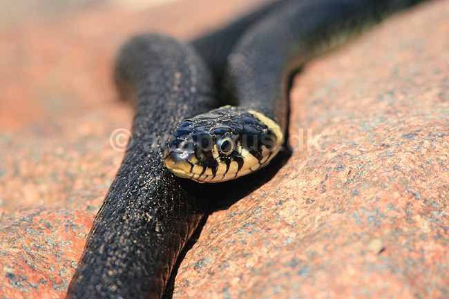 Snog. Almindelig snog ( Scan af KOL7022 ); Natrix natrix, Colubridae; Zoologisk Have, K�benhavn; ; ; krybdyr; Slanger, snoge
