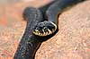 Snog. Almindelig snog ( Scan af KOL7022 ) Natrix natrix, Colubridae Zoologisk Have, K�benhavn   krybdyr Slanger, snoge