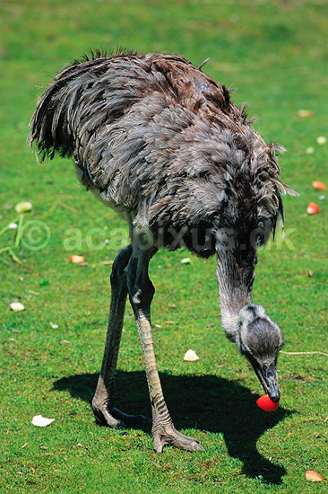 Nandu. Nandu ( Scan af KOL6282 ); Rhea americana, Rheidae; K�benhavn ZOO; ; ; fugle; Strudsefugle